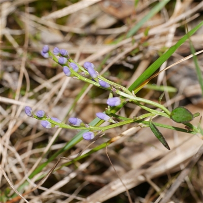 Comesperma volubile at Gherang, VIC - 13 Sep 2025 by WendyEM