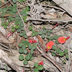 Bossiaea buxifolia at Gherang, VIC - 13 Sep 2025 by WendyEM