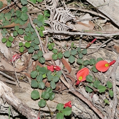 Bossiaea buxifolia at Gherang, VIC - 13 Sep 2025 by WendyEM