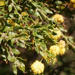 Acacia paradoxa at Freshwater Creek, VIC - 14 Sep 2025 by WendyEM