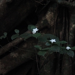 Atractocarpus hirtus (hairy indigenous gardenia) at Syndicate, QLD - 26 Sep 2016 by JasonPStewartNMsnc2016