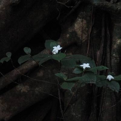 Atractocarpus hirtus (hairy indigenous gardenia) at Syndicate, QLD - 26 Sep 2016 by JasonPStewartNMsnc2016