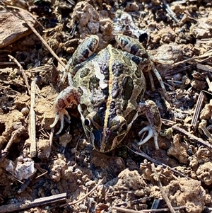 Limnodynastes tasmaniensis (Spotted Grass Frog) at Fyshwick, ACT - 13 Sep 2025 by davidcunninghamwildlife
