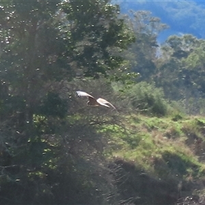 Circus approximans (Swamp Harrier) at Araluen, NSW - 13 Sep 2025 by RobParnell