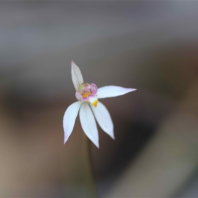Caladenia alata (Fairy Orchid) at Moruya, NSW - 14 Sep 2025 by LisaH