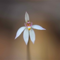 Caladenia alata at Moruya, NSW - suppressed