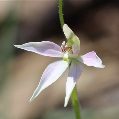 Caladenia carnea (Pink Fingers) at Moruya, NSW - 14 Sep 2025 by LisaH