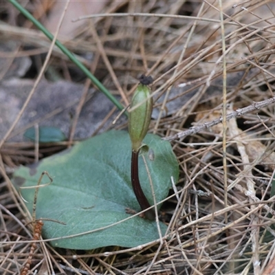 Corybas unguiculatus (Small Helmet Orchid) at Moruya, NSW - 14 Sep 2025 by LisaH