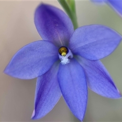 Thelymitra ixioides (Dotted Sun Orchid) at Moruya, NSW - 14 Sep 2025 by LisaH