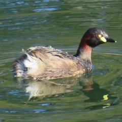 Tachybaptus novaehollandiae (Australasian Grebe) at Araluen, NSW - 13 Sep 2025 by RobParnell