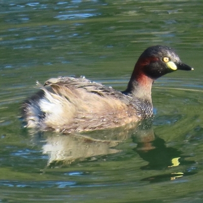 Tachybaptus novaehollandiae (Australasian Grebe) at Araluen, NSW - 13 Sep 2025 by RobParnell