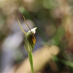 Pterostylis oblonga (Coastal Maroonhood) at Guerilla Bay, NSW - 13 Sep 2025 by LisaH