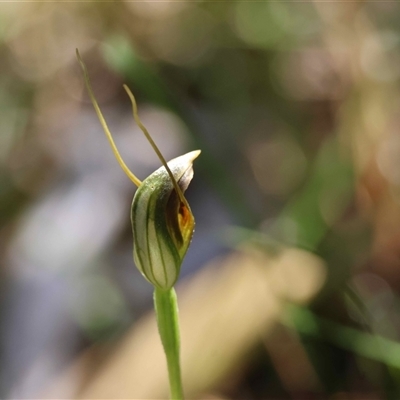 Pterostylis oblonga (Coastal Maroonhood) at Guerilla Bay, NSW - 13 Sep 2025 by LisaH