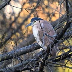 Nycticorax caledonicus (Nankeen Night-Heron) at Fyshwick, ACT - 13 Sep 2025 by davidcunninghamwildlife