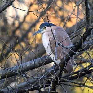 Nycticorax caledonicus (Nankeen Night-Heron) at Fyshwick, ACT - 13 Sep 2025 by davidcunninghamwildlife