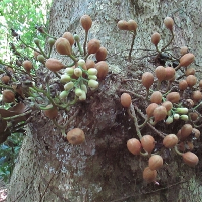 Epicharis parasitica (yellow mahogany) at Syndicate, QLD - 28 Oct 2014 by JasonPStewart