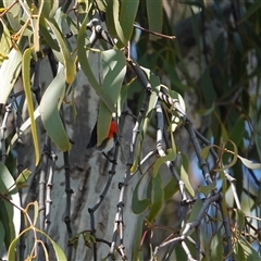 Dicaeum hirundinaceum (Mistletoebird) at Hall, ACT - 14 Sep 2025 by Anna123