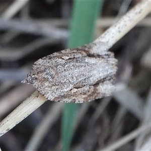 Thrincophora lignigerana (A Tortricid moth) at Hall, ACT - 14 Sep 2025 by Anna123