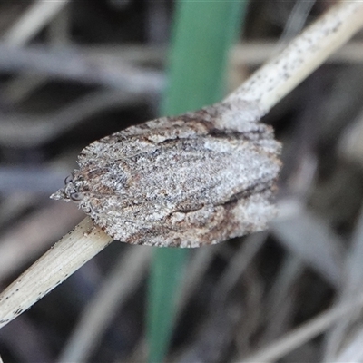 Thrincophora lignigerana (A Tortricid moth) at Hall, ACT - 14 Sep 2025 by Anna123