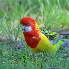 Platycercus eximius (Eastern Rosella) at Higgins, ACT - 14 Sep 2025 by MichaelWenke
