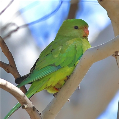 Polytelis swainsonii (Superb Parrot) at Higgins, ACT - 14 Sep 2025 by MichaelWenke