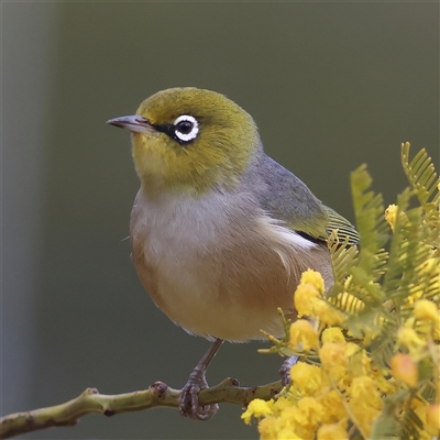 Zosterops lateralis (Silvereye) at Fraser, ACT - 11 Sep 2025 by MichaelWenke
