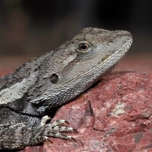 Amphibolurus muricatus (Jacky Lizard) at Acton, ACT - 14 Sep 2025 by TimL