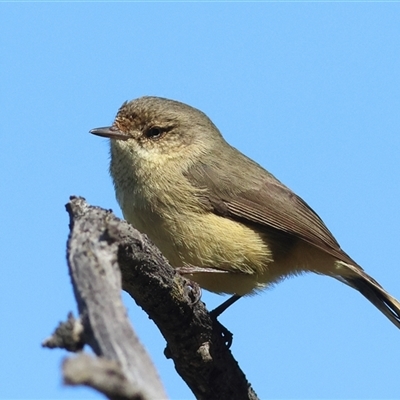 Acanthiza reguloides (Buff-rumped Thornbill) at Fraser, ACT - 11 Sep 2025 by MichaelWenke