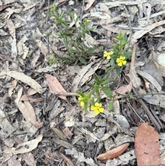 Goodenia heterophylla at Bucketty, NSW - 15 Sep 2025 by MartinPredavec