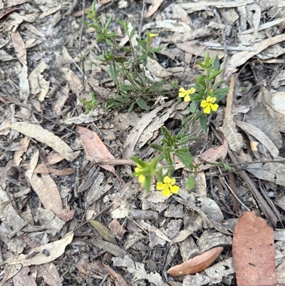 Goodenia heterophylla at Bucketty, NSW - 15 Sep 2025 by MartinPredavec