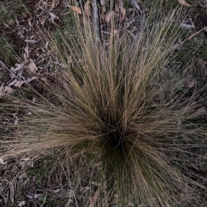 Nassella trichotoma (Serrated Tussock) at Watson, ACT - 14 Sep 2025 by waltraud