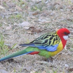 Platycercus eximius (Eastern Rosella) at Theodore, ACT - 23 Jan 2025 by MichaelBedingfield