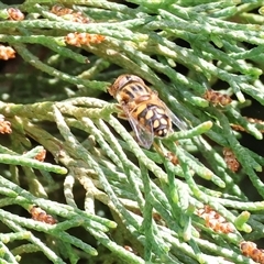 Eristalinus punctulatus (Golden Native Drone Fly) at West Wodonga, VIC - 12 Sep 2025 by KylieWaldon