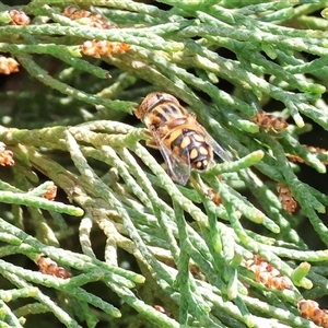 Eristalinus punctulatus (Golden Native Drone Fly) at West Wodonga, VIC - 12 Sep 2025 by KylieWaldon