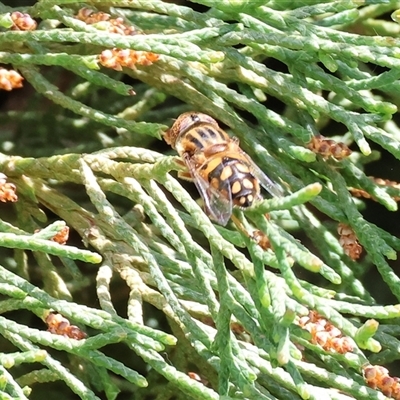 Eristalinus punctulatus (Golden Native Drone Fly) at West Wodonga, VIC - 12 Sep 2025 by KylieWaldon