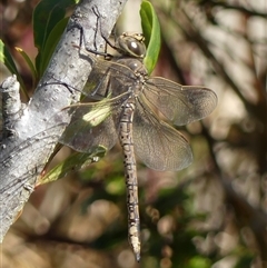 Anax papuensis (Australian Emperor) at Braemar, NSW - 14 Sep 2025 by Curiosity