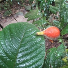 Atractocarpus hirtus (hairy indigenous gardenia) at Syndicate, QLD - 20 May 2018 by JasonPStewart