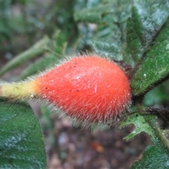 Atractocarpus hirtus at Syndicate, QLD - 20 May 2018 02:11 PM