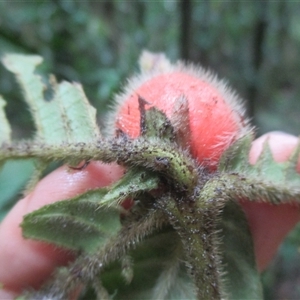 Atractocarpus hirtus at Syndicate, QLD - 20 May 2018 02:11 PM