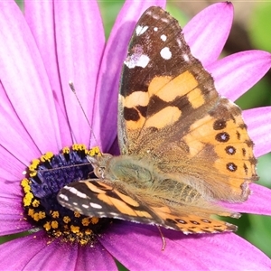 Vanessa kershawi (Australian Painted Lady) at Wodonga, VIC - 14 Sep 2025 by KylieWaldon