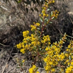 Acacia buxifolia subsp. buxifolia (Box-leaf Wattle) at Aranda, ACT - 13 Sep 2025 by Miranda