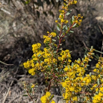 Acacia buxifolia subsp. buxifolia (Box-leaf Wattle) at Aranda, ACT - 13 Sep 2025 by Miranda