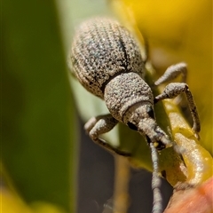 Leptopius sp. (genus) at Aranda, ACT - 13 Sep 2025 by Miranda