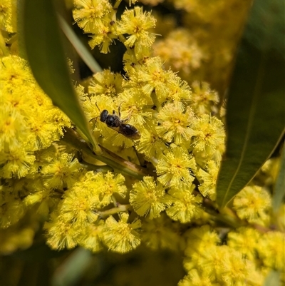 Unverified Bee (Hymenoptera, Apiformes) at Holder, ACT - 14 Sep 2025 by Miranda