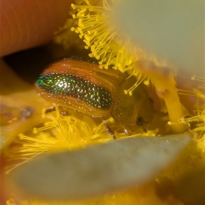 Calomela parilis (Leaf beetle) at Aranda, ACT - 13 Sep 2025 by Miranda