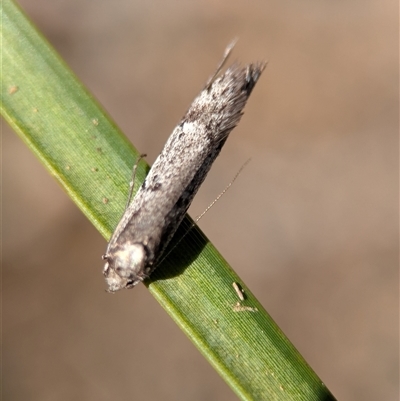 Philobota (genus) (Unidentified Philobota genus moths) at Aranda, ACT - 13 Sep 2025 by Miranda