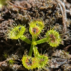 Drosera (genus) (A Sundew) at Cook, ACT - 13 Sep 2025 by Miranda