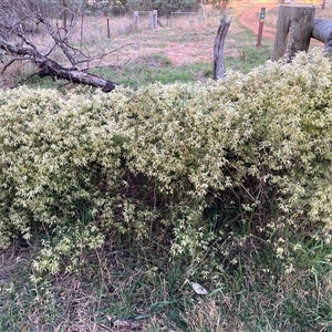 Clematis leptophylla (Small-leaf Clematis, Old Man's Beard) at Hackett, ACT - 14 Sep 2025 by waltraud