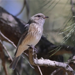 Pachycephala rufiventris (Rufous Whistler) at Higgins, ACT - 13 Sep 2025 by MichaelWenke