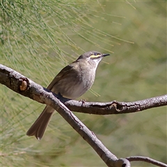 Caligavis chrysops (Yellow-faced Honeyeater) at Higgins, ACT - 14 Sep 2025 by MichaelWenke